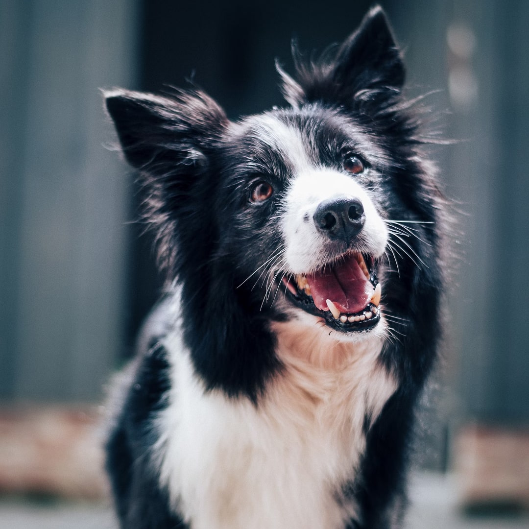 A black and white dog 