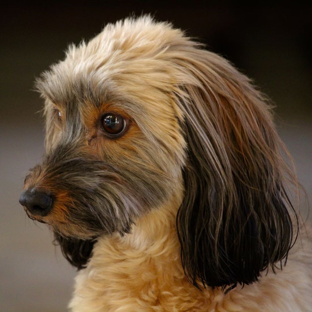 long coated brown and black dog.