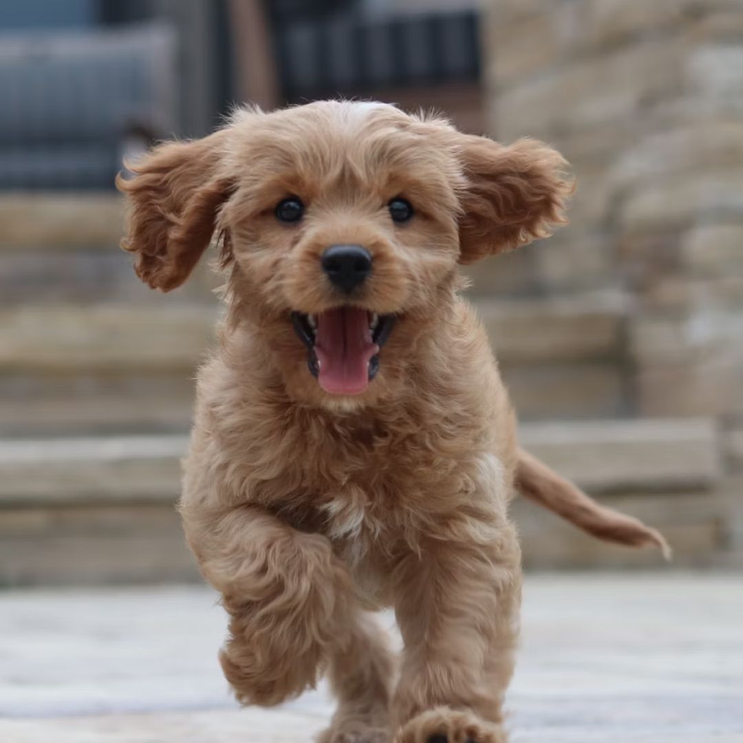 long coated brown puppy running.