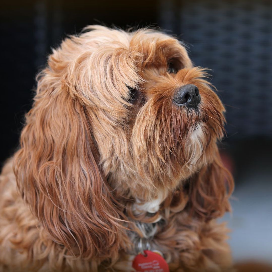 A brown puppy looking up.