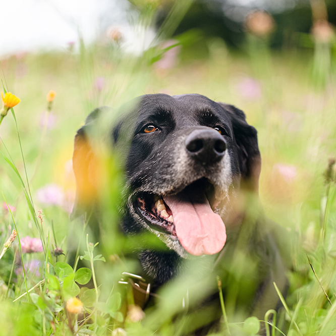 older black dog laying in a field of wildflowers