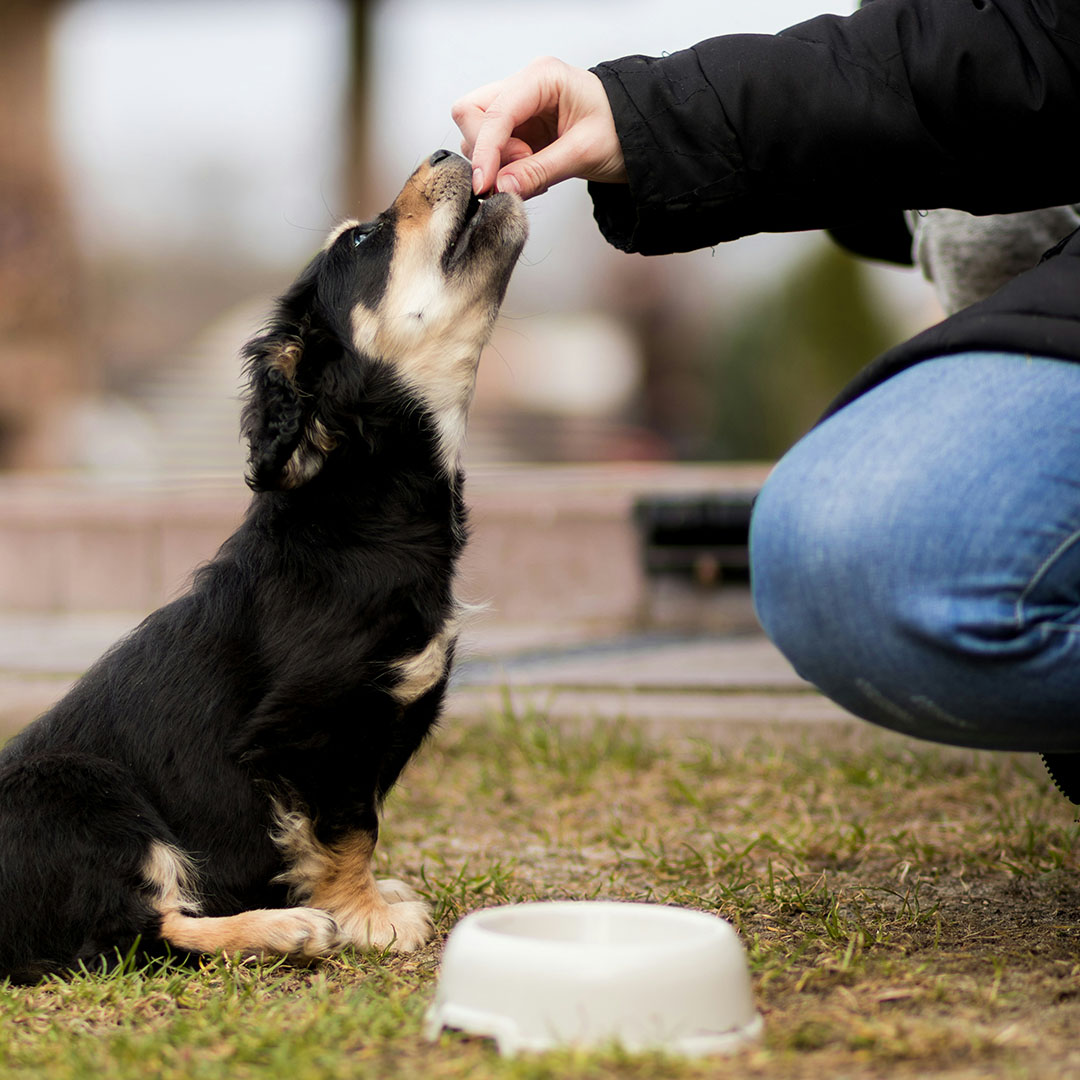 person feeding puppy treats outside