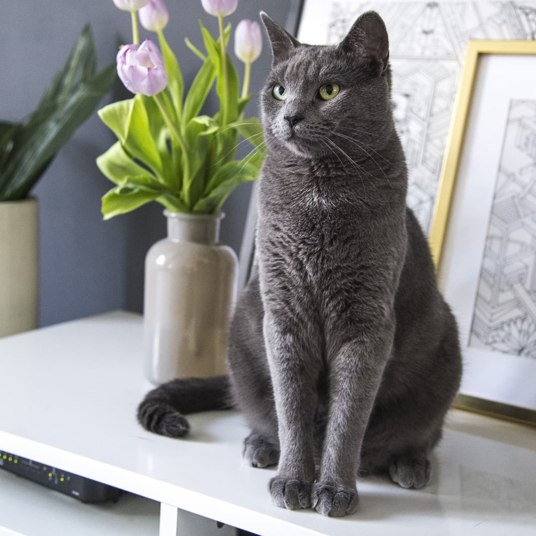 Russian blue cat on white table.