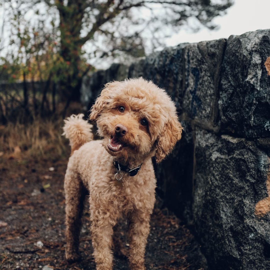A small brown long coated white and brown dog.