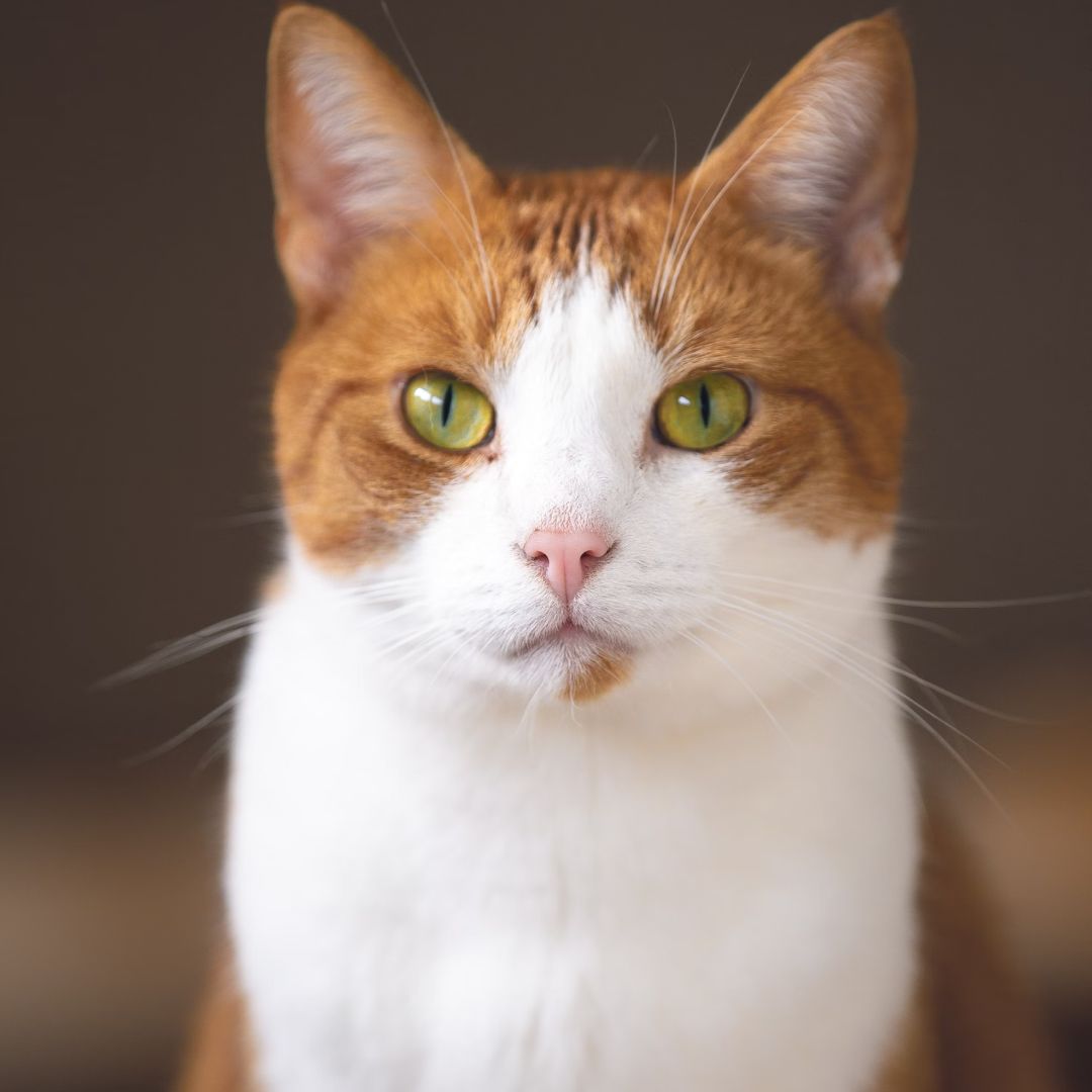short haired white and brown cat.