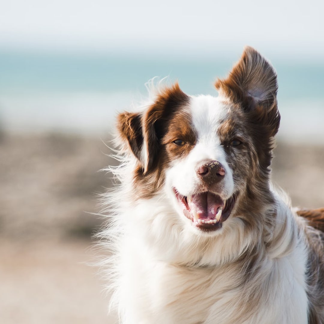white and brown long coat large dog.