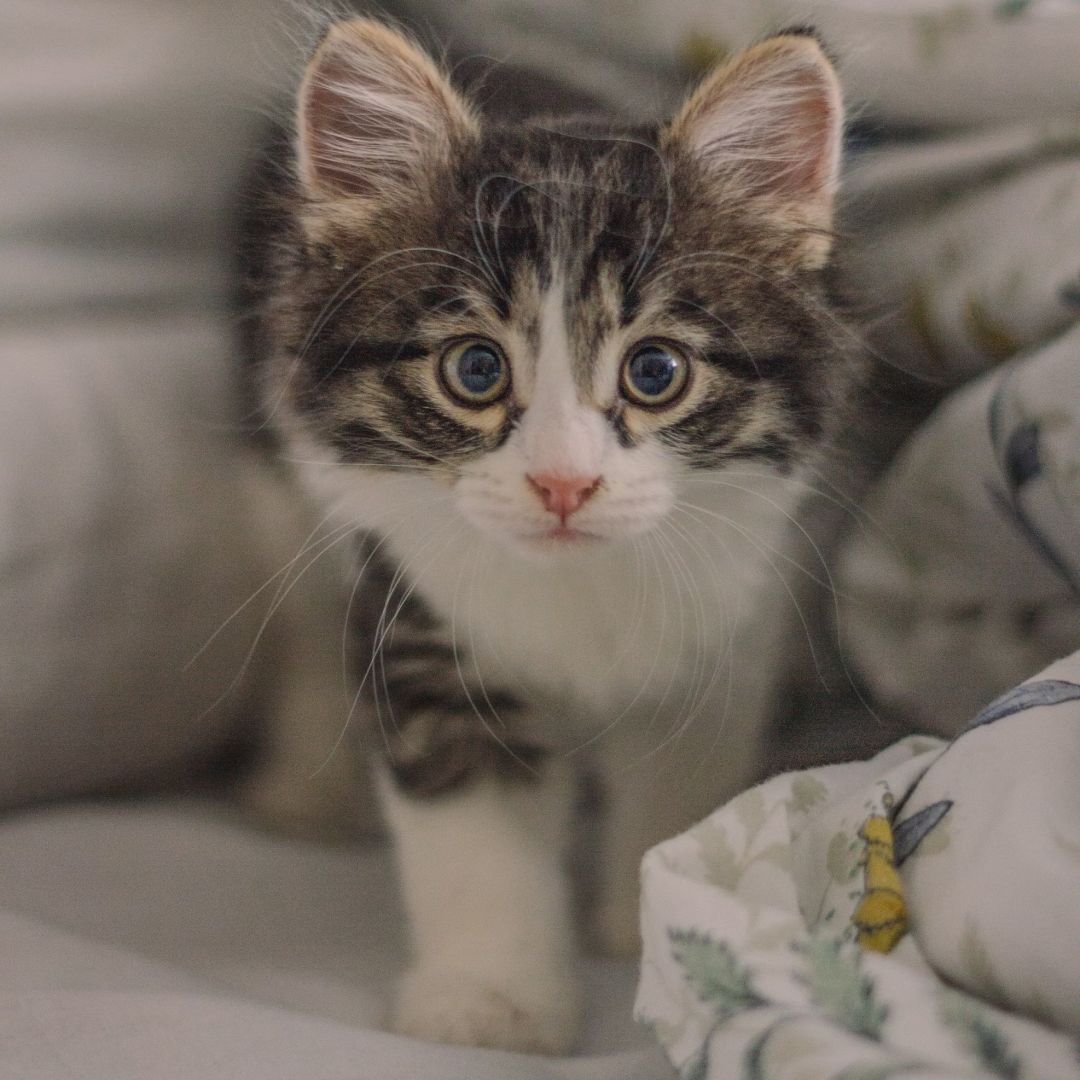 White and gray kitten on-bed