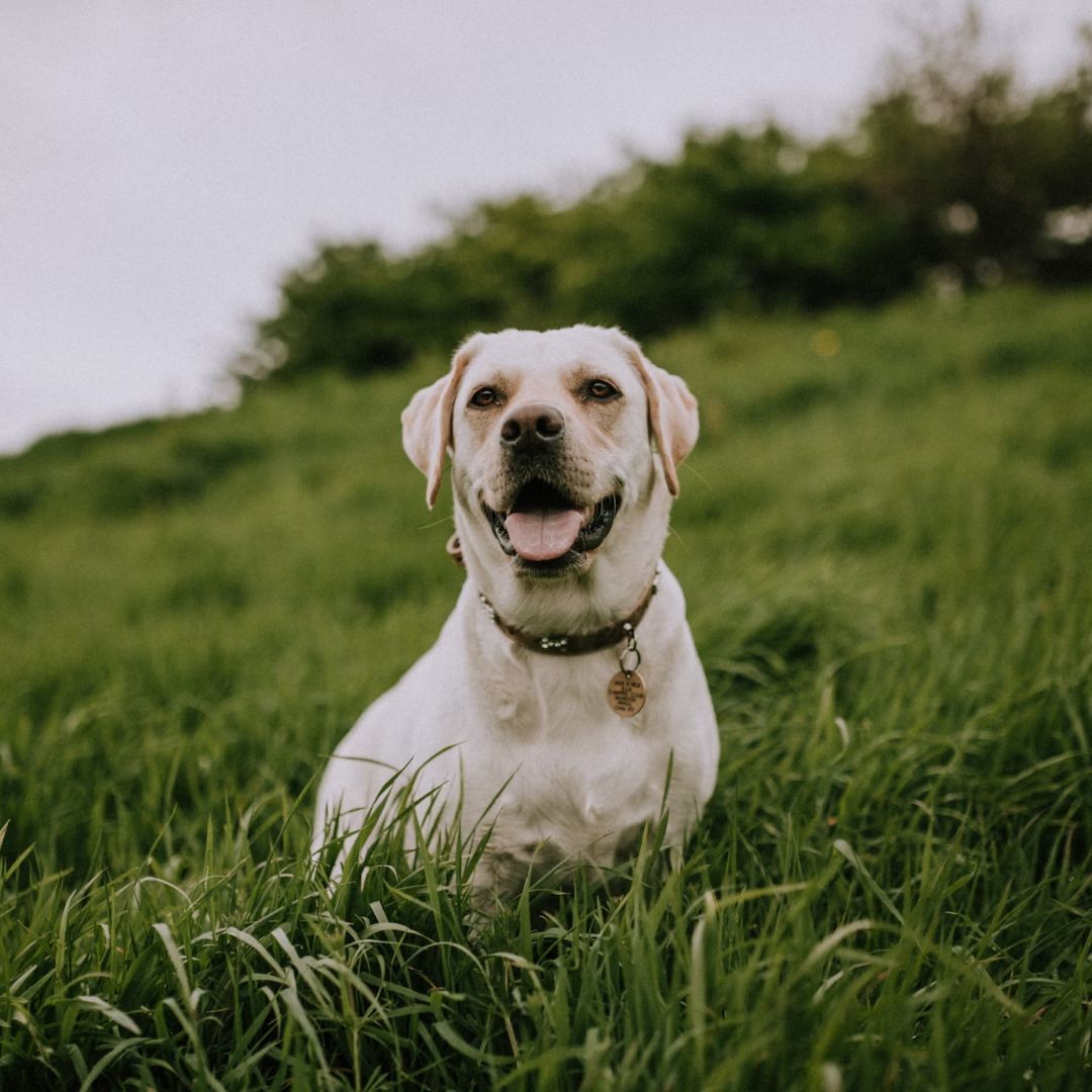 White dog on green grass field.