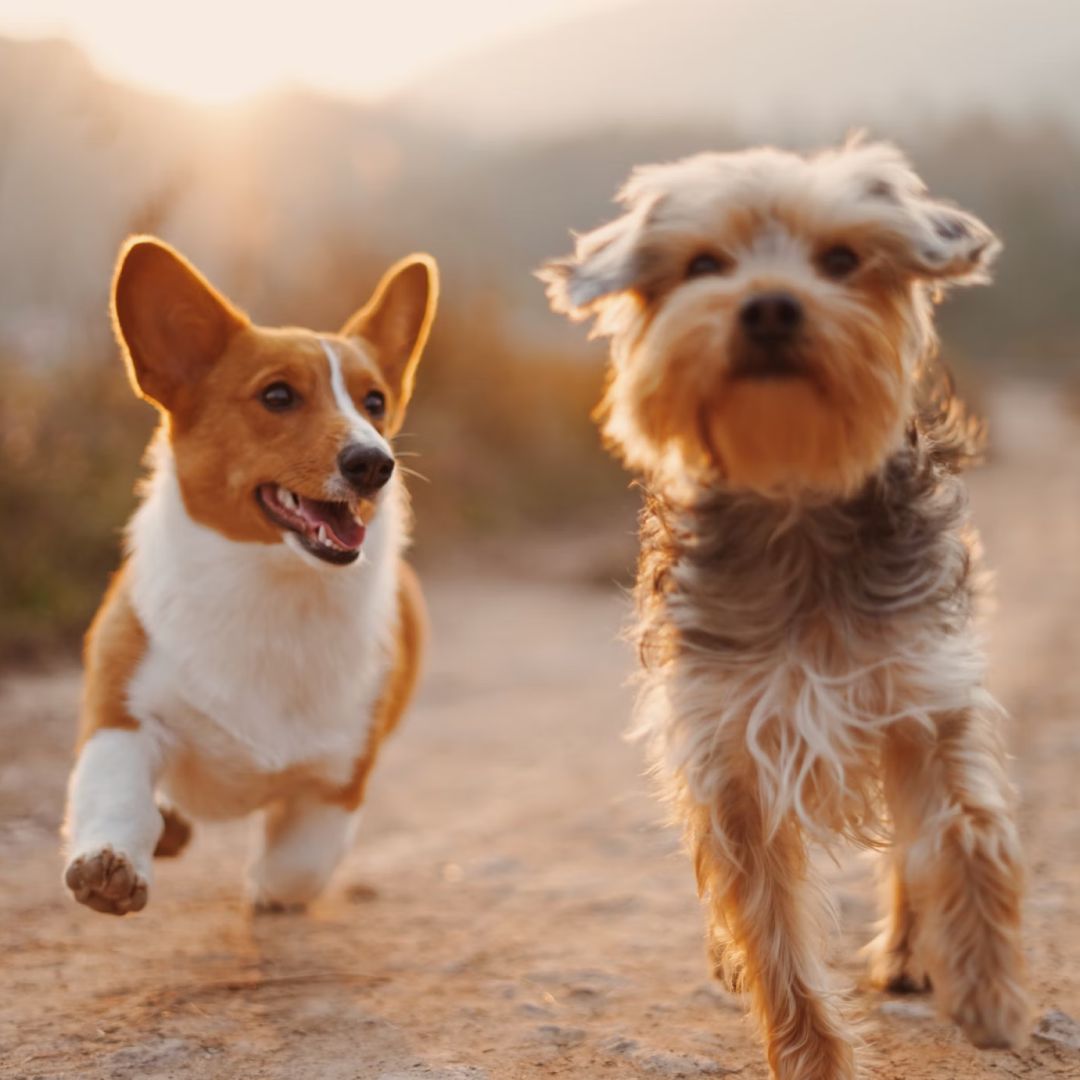 two brown and white dogs running dirt road.