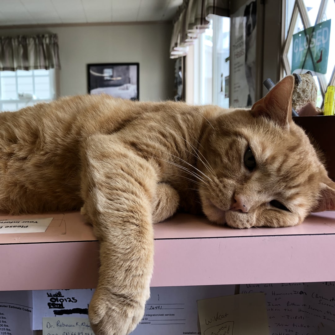 Cat On table