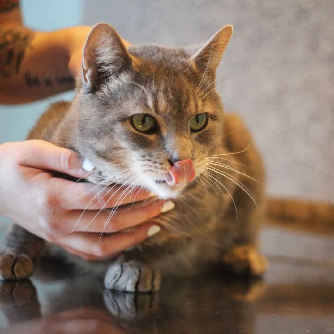 cat-sitting-on-table