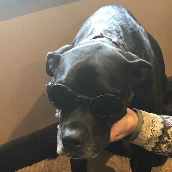 pickles getting ready for laser treatment