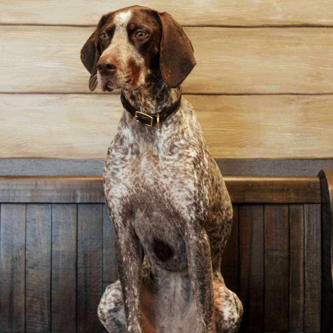 Dog portrait on wooden bench