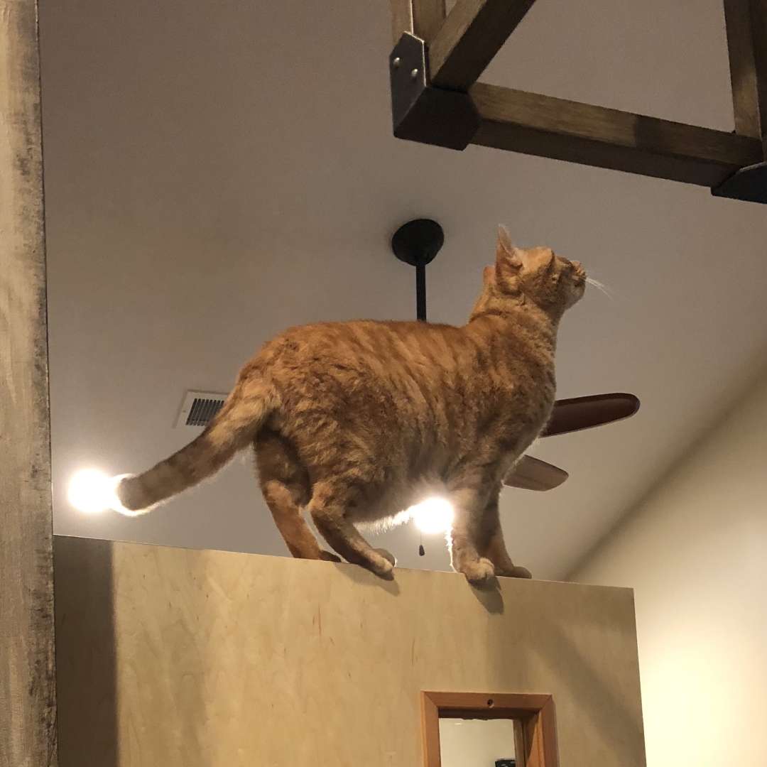 Ginger tabby atop door frame