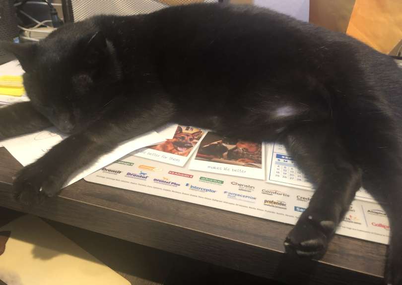 Sleeping black cat on desk