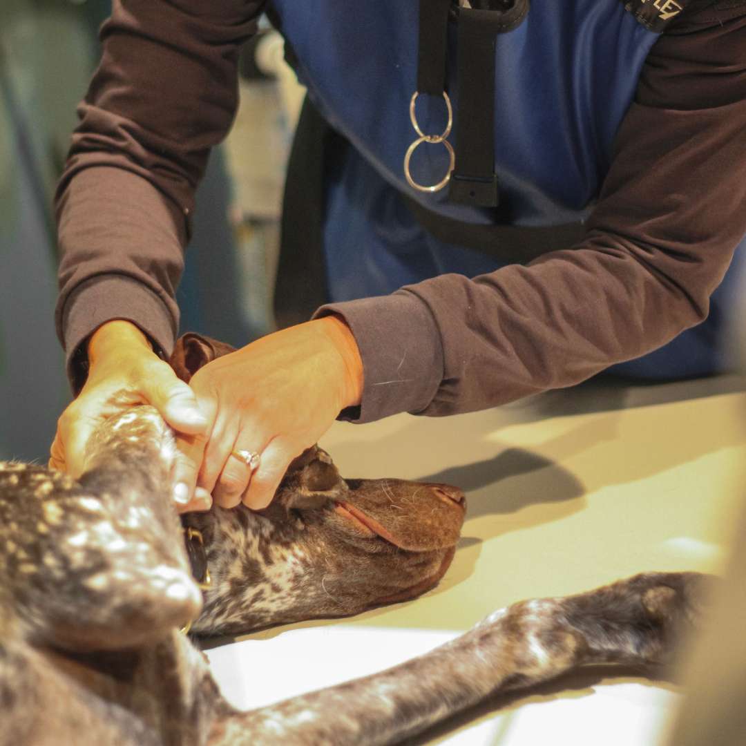 Vet examines dog jaw